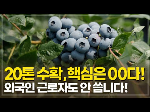 20 tons harvested but insufficient, but absolutely not recommended. How to increase blueberry yie...
