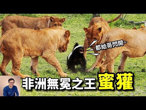 蜜獾：生死看淡，不服就幹！大吼嚇退獅群，把眼鏡蛇當辣條吃，非洲無冕之王——平頭哥【老肉雜談】#動物 #野生動物 #非洲 #蜜獾 #honeybager