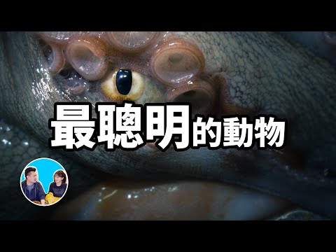 地球上智商最高的九種動物，第一名就快變成人了 | 老高與小茉 Mr & Mrs Gao