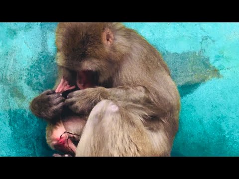 Мы в УЖАСЕ! Во время вчерашней бури макака Рита РОДИЛА МАЛЫША и не понимает что произошло!