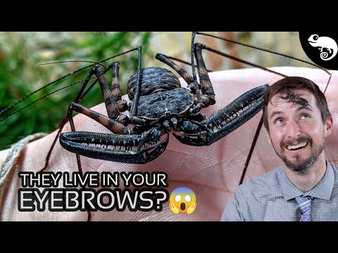 Arachnids - Everything You Want to Know (and a Few Things You Don't...)