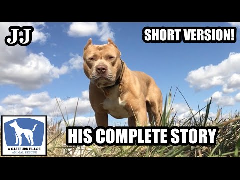 Abandoned Pit Bull Finally Rescued After 6 Months At A Truck Stop!