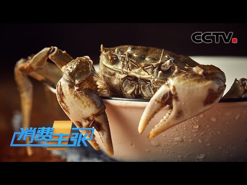 产地夏季持续高温，今年阳澄湖大闸蟹行情如何、好螃蟹怎么挑？「消费主张」20220930 | CCTV财经