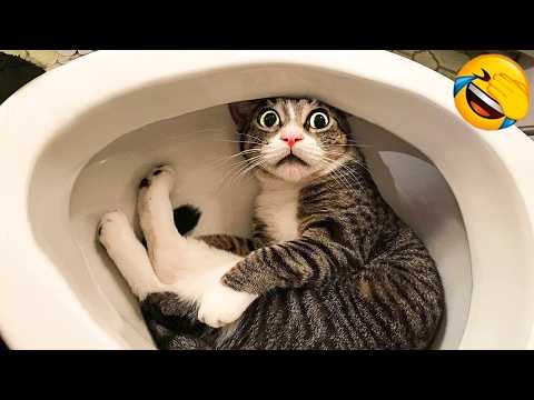 Try Not To Laugh😜Funniest Dogs & Cats Videos 2025😼🐶