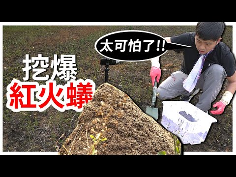 開挖！紅火蟻暴怒瘋狂竄出！｜最瘋狂的企劃【臺灣蟻窟】