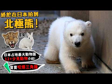 【從零開始養】北極熊!終於在日本拍到北極熊!日本占地最大動物園!有天狗?12+少見動物介紹!小熊咬爆三角錐!日本橫濱動物園!【許伯簡芝】