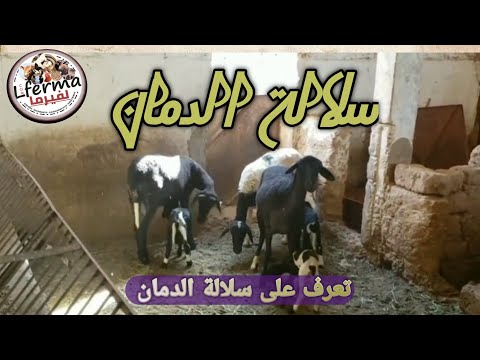 تعرف على سلالة الدمان