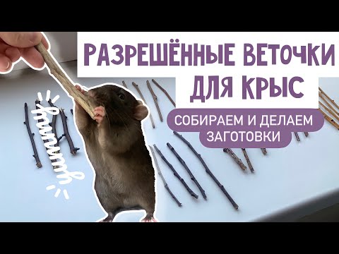 ВЕТОЧКИ ДЛЯ КРЫС | ЛЕТНИЙ ПРИКОРМ ДЛЯ КРЫС | КАКИЕ ВЕТОЧКИ МОЖНО КРЫСАМ