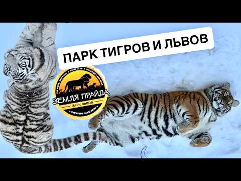 LION AND TIGER PARK | PRIDE LAND in the Moscow region. Large animal shelter in Klin
