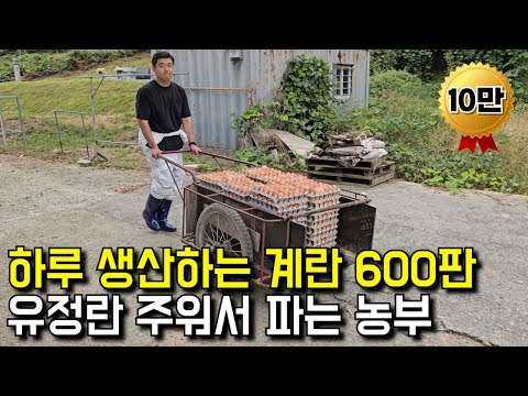 하루 생산하는 계란 600판 유정란 직접 주워서 파는 청년 농부 [ 유정란 농장 ] | 휴먼스토리 | 극한직업 | 갈간남 | 인생스토리 | 골라듄다큐 |