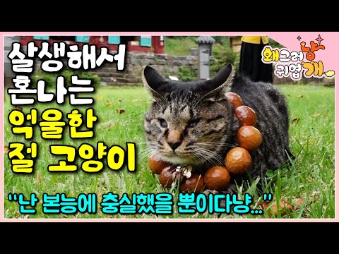 "행복을 심안이를 통해 배웁니다" 선천적 실명 장애를 가진 채 절에 오게 된 고양이. 살생은 스님의 번뇌를 일으키지만 심안이의 행복을 빌어주는 스님│#왜그러냥귀엽개