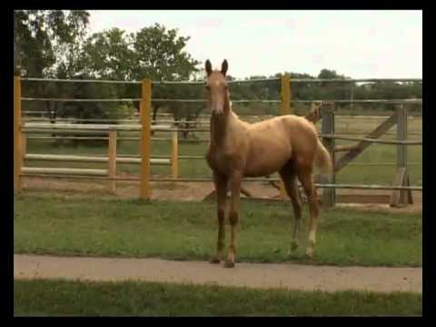 "Небесные кони" (Ахалтекинцы)