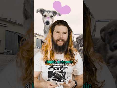 Chernobyl’s Wild Dogs Are Resisting Radiation