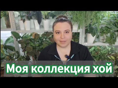 Моя коллекция хой