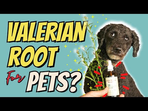Top 3 Benefits of Valerian Root for Dogs and Cats