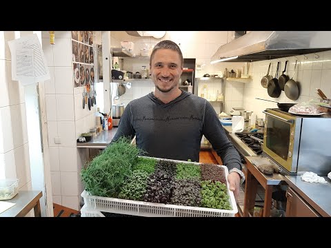 Микрозелень 2020 Что Дальше ?