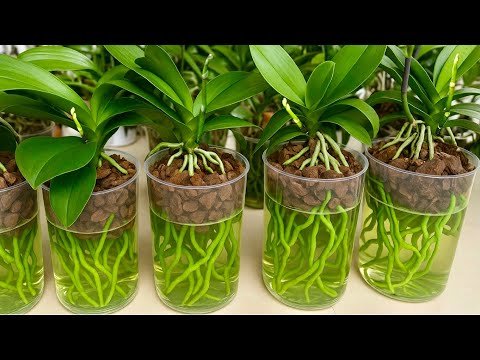 Cách trồng lan này sẽ phát triển rất nhanh và hoa dồi dào lâu dài