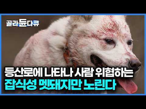 한라산 등산객을 두려움에 떨게 하는 300kg 잡식성 멧돼지 잡는 제주 견｜다큐프라임｜#골라듄다큐