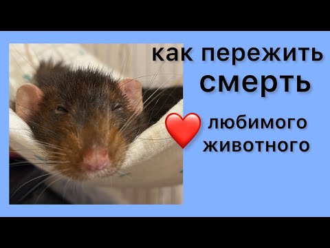 Как пережить болезни, старость и смерть любимой крысы