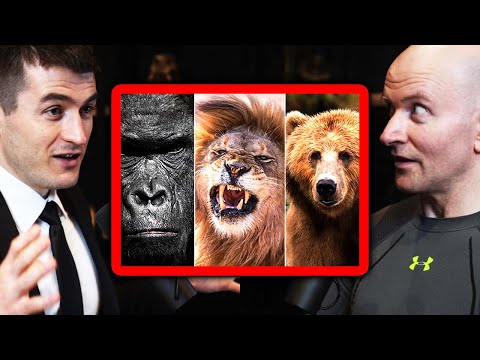 Gorilla vs Lion vs Bear: Who Wins? | John Danaher and Lex Fridman
