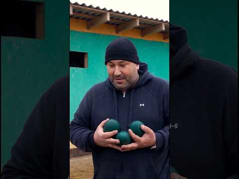 Giant Omelette from an Emu Egg! 🍳 #EmuEgg #GiantOmelette #FoodExperiment