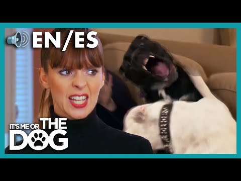 Massive Bulldogs Can’t Stop Fighting | Full Episode