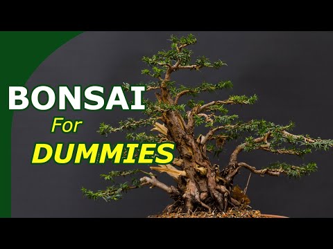 Starting with bonsai made easy (An overview to start growing bonsai)