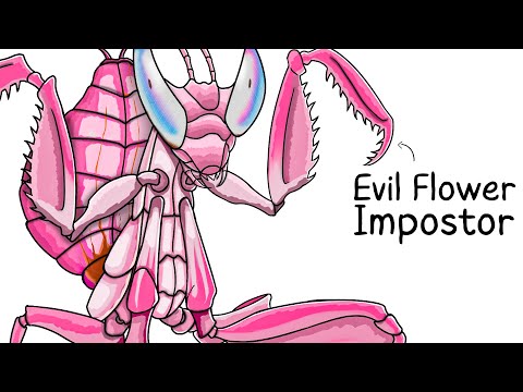 Why it Sucks To Be Born As an Orchid Mantis