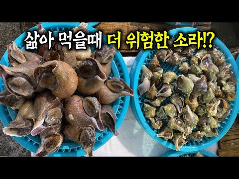 This conch is commonly sold at the market! If you eat it without thinking, you'll pass out!