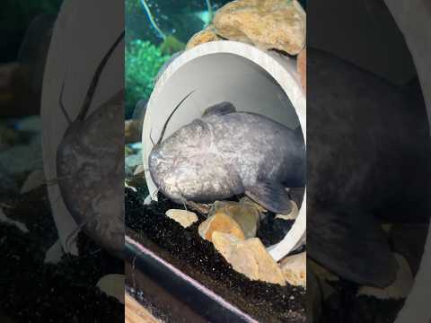 MY PET RIVER MONSTER HAS A HUGE ISSUE…