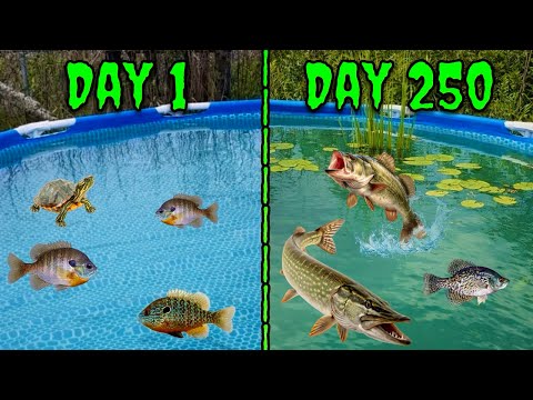 What Happens When You Turn a Pool into a Self-Sustaining Pond?