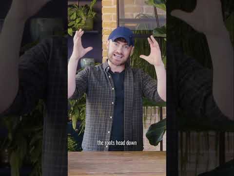 Unlocking the secrets of Fiddle Leaf Fig growth | House Beautiful