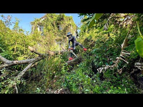 Shocked Cutting down old trees in overgrown house | mowing lawn cleaning transforming renovating