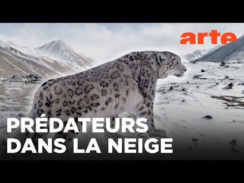 Kirghizistan, espoir pour les panthères des neiges | 360° Reportage | ARTE Family