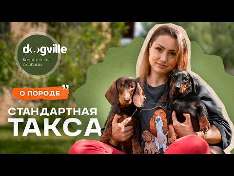 Стандартная такса — О породе с заводчиком