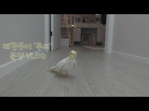 [VLOG] 🦜앵무새 가족이 생겼어요🐥| 왕관앵무 분양 브이로그 | 해방촌맛집 | 분양과정부터 적응기까지 | 왕관앵무 키우기 | 리프패럿