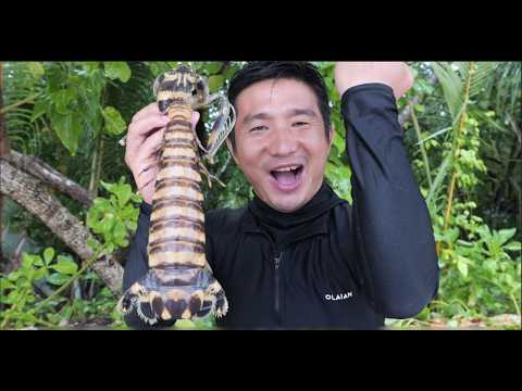 Catching Monster Mantis Shrimp in Hibiban Island Waters.