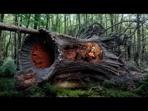 After a Year — Returning to My Shelter in the Hollow.  Rebuilding, Bushcraft, Survival