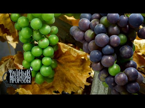 Виноградники. Тайные механизмы природы