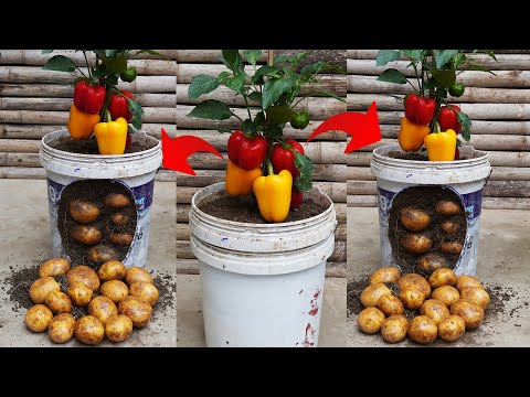 The Secret To Growing Potatoes And Bell Peppers 2 In 1 Will Surprise You