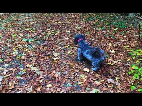 Whose Woods Are These