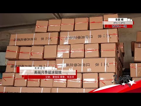 《黑土地》20250526：美麗月季破冰綻放