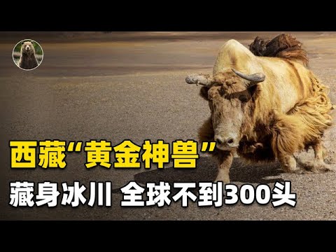 National first-class protected animal "Golden Wild Yak"