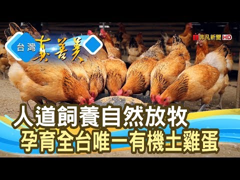 重質不重量“有機土雞蛋”│甜心有機畜牧場│【台灣真善美】2020.03.08