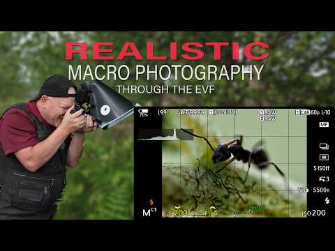 What Does Macro Photography Really Look Like Through the EVF?