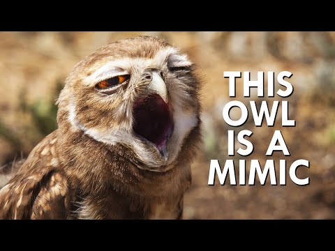 Burrowing Owls Profit Off The End Of The World