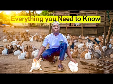 Everything You Need to know About Rabbit Farming