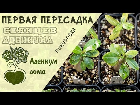 Адениум дома: первая пересадка (пикировка) сеянцев адениума.  Обрезка и формирование корней.