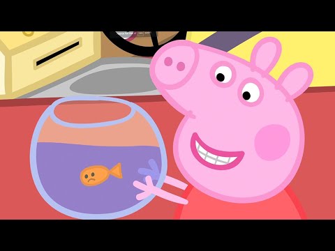 小猪佩奇 | 第三季 第23集 「 金鱼金金 」 粉红猪小妹 | 佩佩猪 |Peppa Pig Chinese |动画