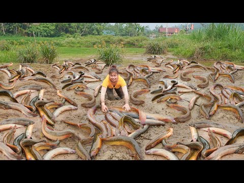 Catching A Lot Of Eels Underneath The Mud Goes To Village Market Sell | Ly Tieu Toan